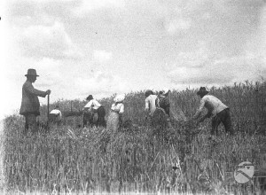 Archivio Fotografico Luce - Fondo Pastorel, 1923. Contadini che raccolgono il grano 