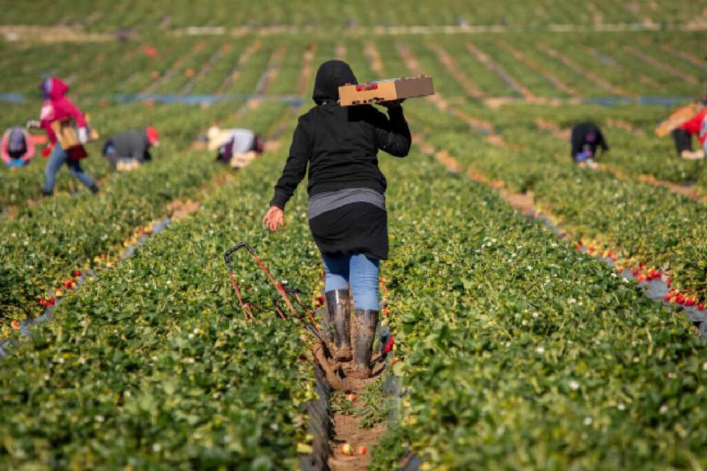 Migranti e agricoltura
