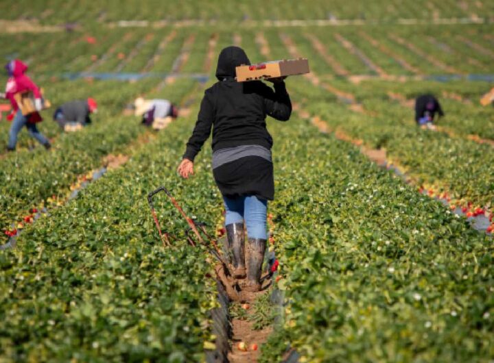 Migranti e agricoltura