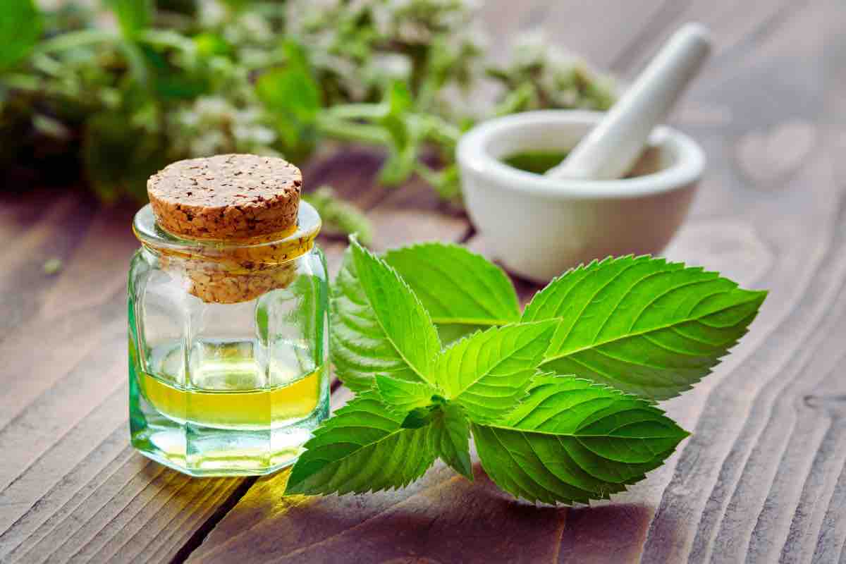 Menta piperita