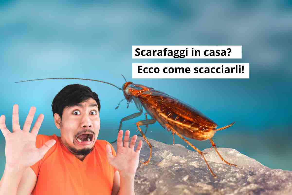 Paura